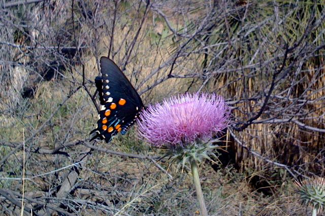 Oracle Butterfly - iPhone
