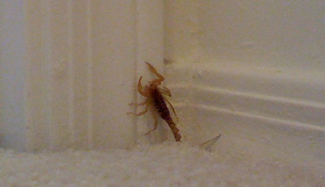 Scorpion in Oro Valley