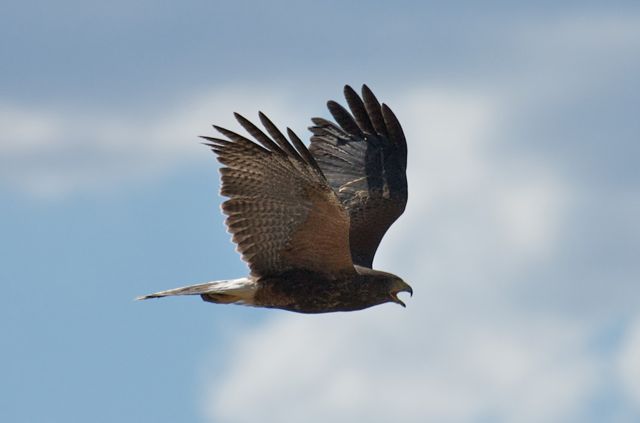 Hawk in Oracle 1