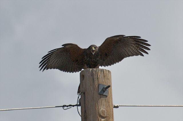 Hawk in Oracle 2