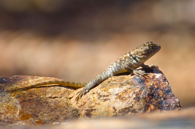 Oro Valley lizard