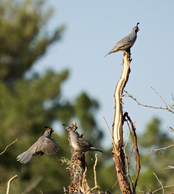 Quail in Oracle