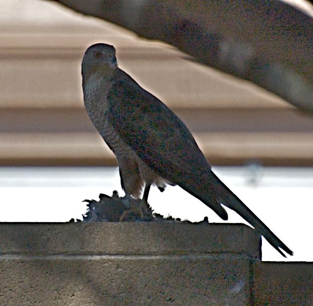 Hawk in Oro Valley backyard 1
