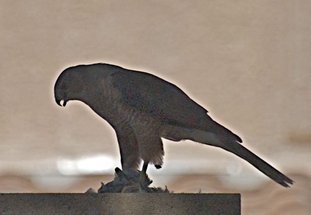 Hawk in Oro Valley backyard 2