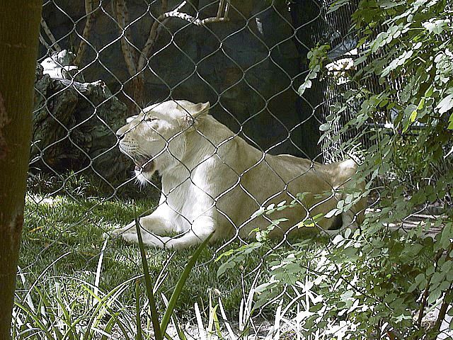 Cat 1