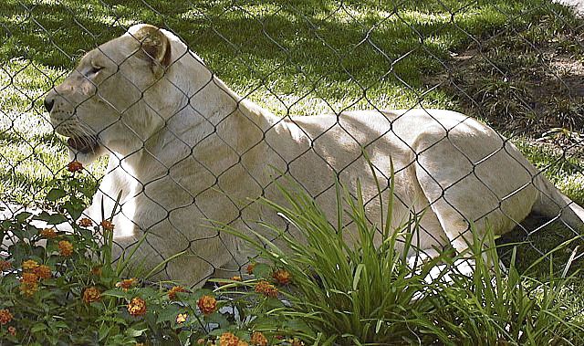Cat 5