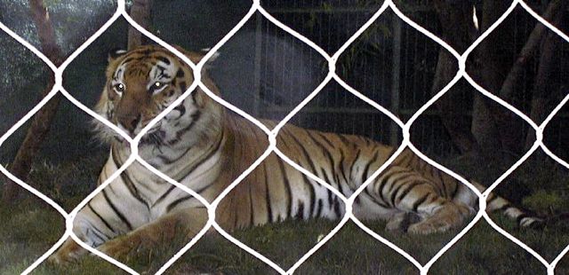 Cat 6