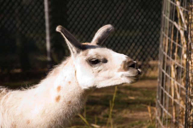 Reid Park Zoo - LLama closeup