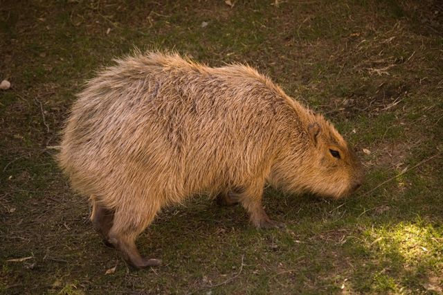 Reid Park Zoo - Capybara