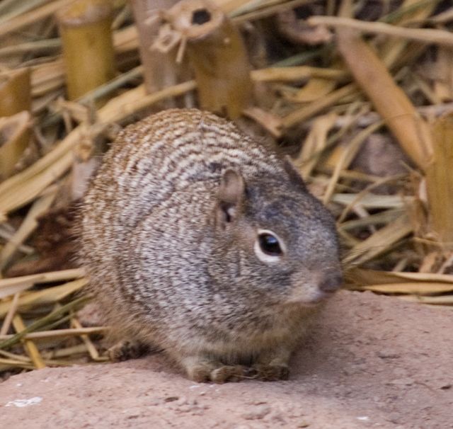 Reid Park Zoo - Squirrel