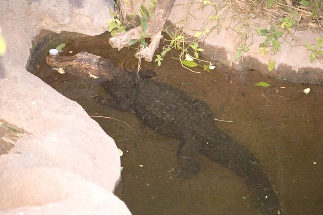 Reid Park Zoo - Alligator