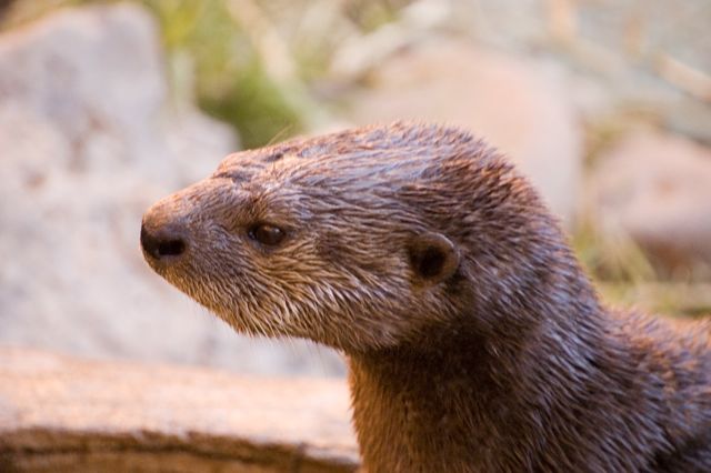 Reid Park Zoo - Otto closeup