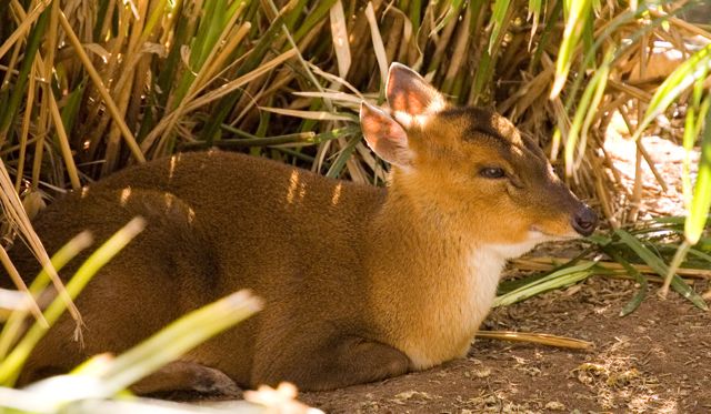 Reid Park Zoo - Dik Dik Deer