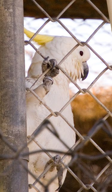 Reid Park Zoo - Cockatoo