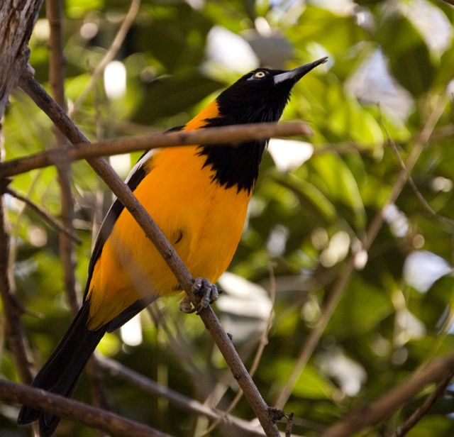 Reid Park Zoo - Bird