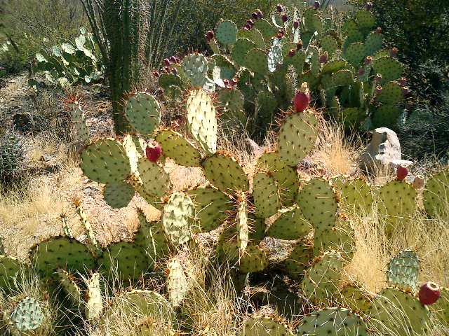 CIMG0012.JPG