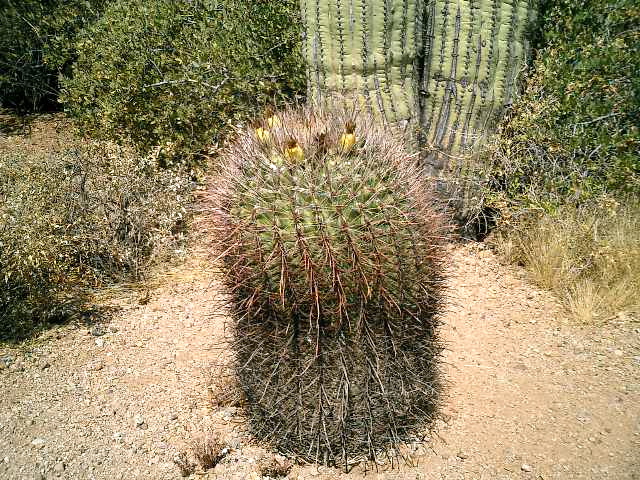 CIMG0013.JPG