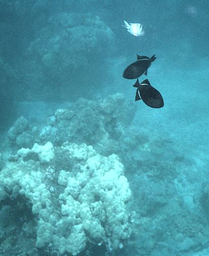 42-underwater
