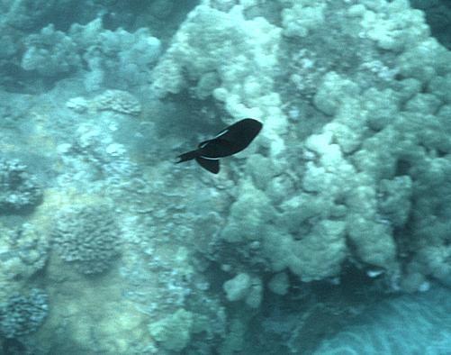 43-underwater
