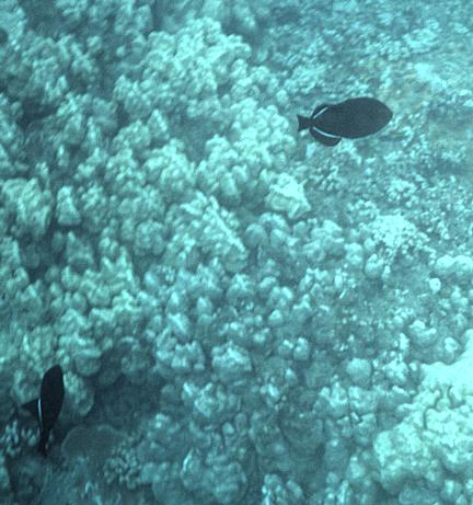 44-underwater