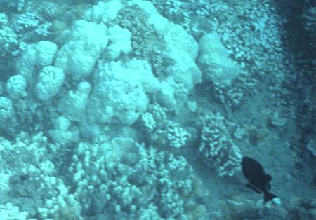 45-underwater