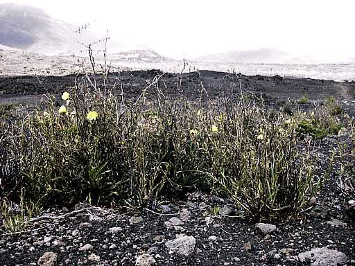 90-haleakala